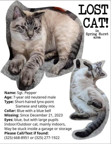 Lost Male Cat last seen Spring Hurst and Prue Rd, San Antonio, TX 78249
