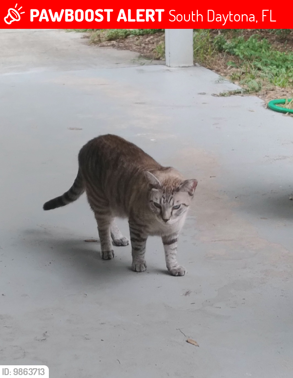 Lost Male Cat last seen Cambridge Circle and Oak Lea Dr , South Daytona, FL 32119