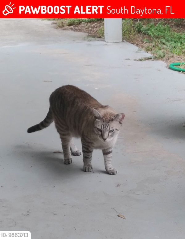Lost Male Cat last seen Cambridge Circle and Oak Lea Dr, South Daytona, FL 32119
