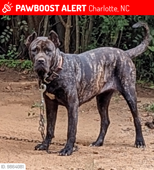 Lost Female Dog last seen Freedom drive, Charlotte, NC 28214