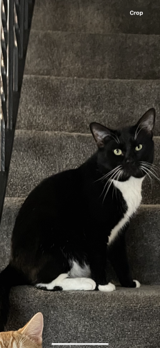 Lost Male Cat last seen Highfalcon Rd, Owings Mills, MD 21117