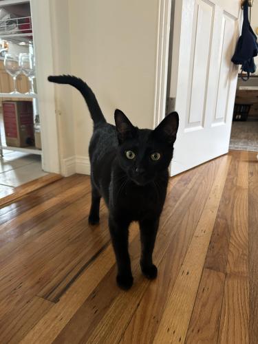 Lost Male Cat last seen Tennyson St. and San Clemente St. , San Diego, CA 92107