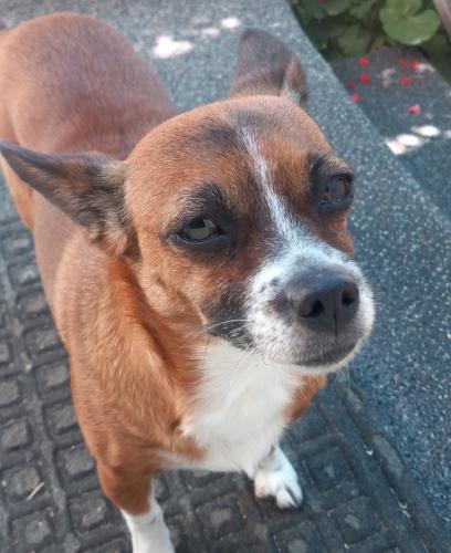 Lost Female Dog last seen El Camino Real, Greenfield, CA 93927