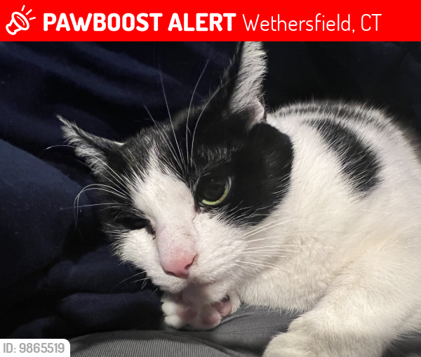 Lost Female Cat last seen Highland st & Stockingmill rd , Wethersfield, CT 06109