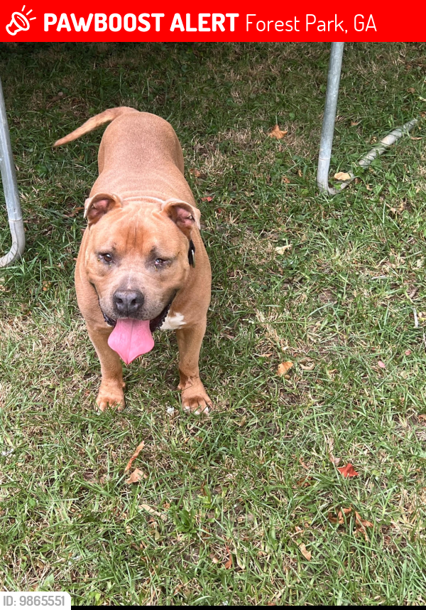 Forest Park, GA Lost Male Dog, King Is Missing PawBoost