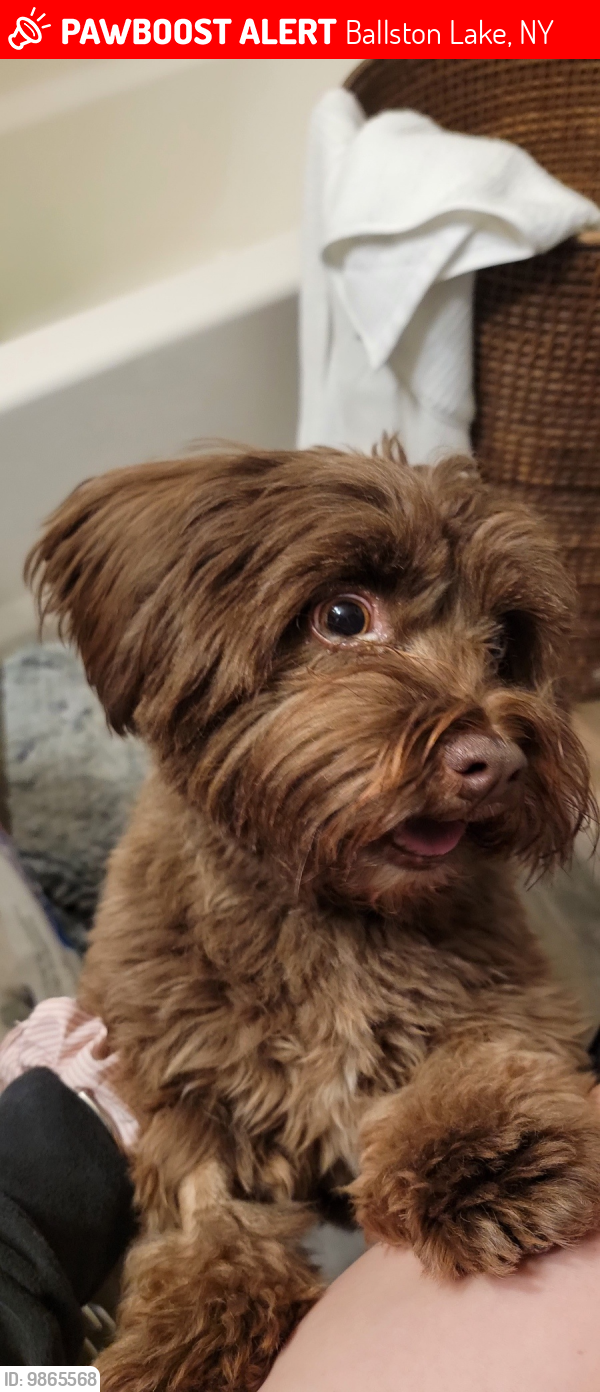 Ballston Lake, NY Lost Female Dog, Reese Is Missing PawBoost