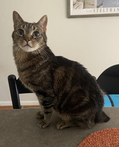 Lost Male Cat last seen Tollgate Terrace & Lakeview Dr. Near Beach 1 in the Lake Barcroft Community , Falls Church, VA 22041