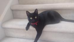 Lost Female Cat last seen Area of Covington, Bennington, Dennison Drives & Lake Dr., East Windsor, NJ 08520