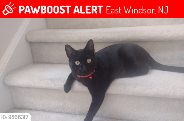 Lost Female Cat last seen Area of Covington, Bennington, Dennison Drives & Lake Dr., East Windsor, NJ 08520