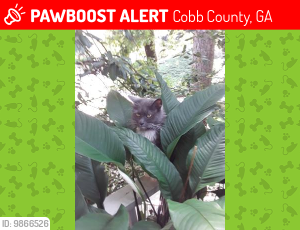 Lost Male Cat last seen Winslow Square and John Tate Road, Cobb County, GA 30102