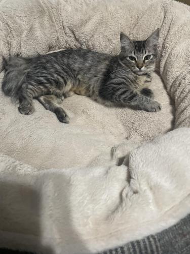 Lost Female Cat last seen Van Ness Extension and Herndon Ave, Fresno, CA 93711