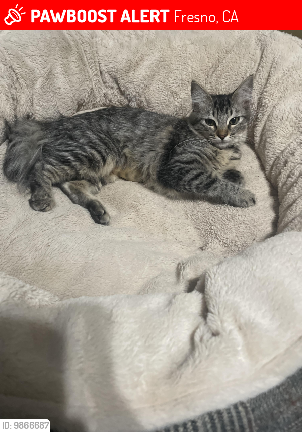 Lost Female Cat last seen Van Ness Extension and Herndon Ave, Fresno, CA 93711