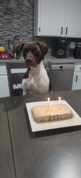 Lost Male Dog last seen Campus parkway and Yosemite ave, Merced, CA 95341
