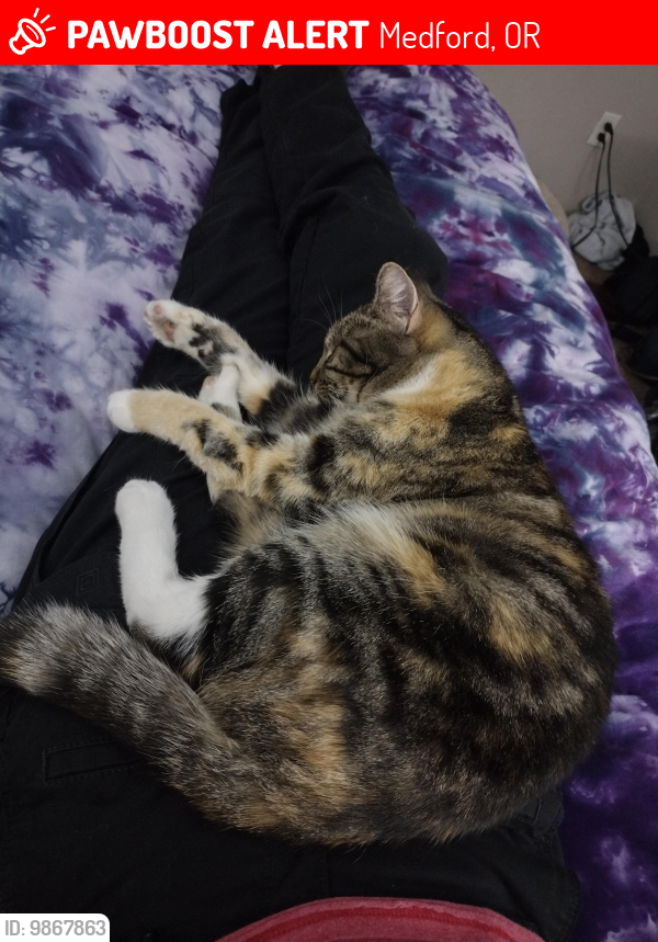 Lost Female Cat last seen Midway and Merriman, Medford, OR 97501
