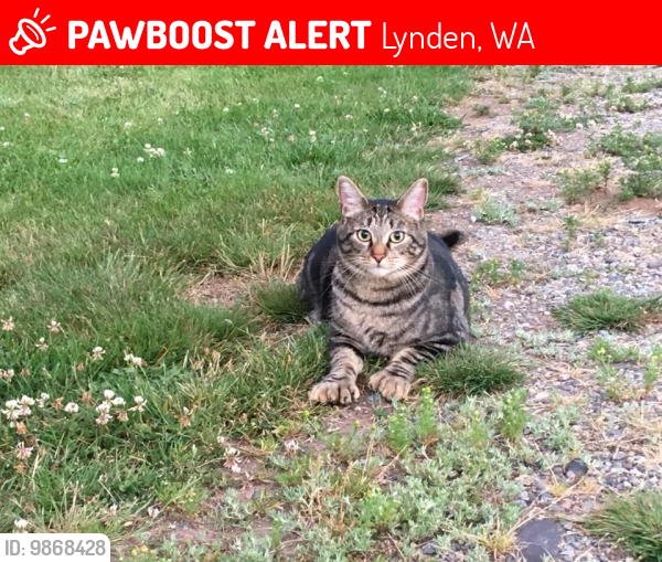 Lynden, WA Lost Male Cat, Lawyer Is Missing PawBoost