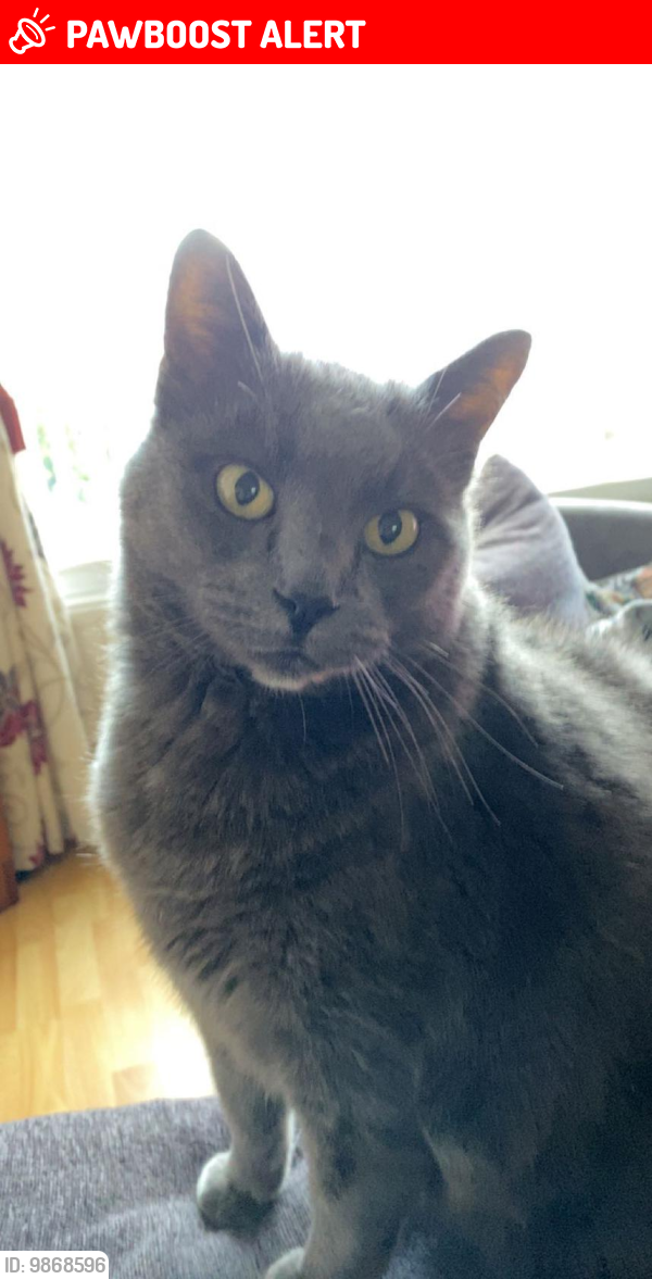 Lost Male Cat last seen Kenwood Avenue Leigh , Greater Manchester, England WN7