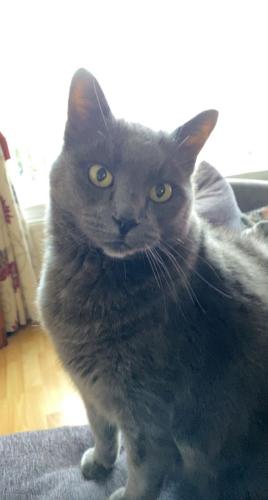 Lost Male Cat last seen Kenwood Avenue Leigh , Greater Manchester, England WN7