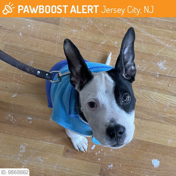 Found/Stray Male Dog last seen Wayne St, Jersey City, NJ 07302, Jersey City, NJ 07302