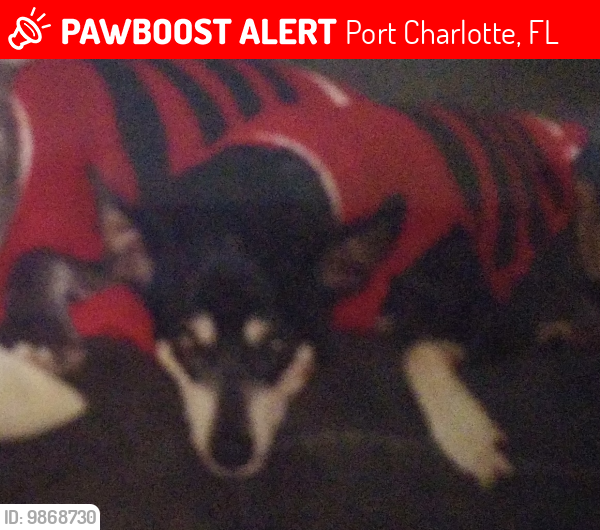 Lost Female Dog last seen Olean Blvd, Port Charlotte, FL 33952