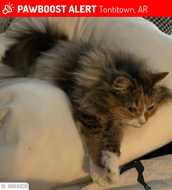 Lost Female Cat last seen Sycamore Townhomes, Tontitown, AR 72762