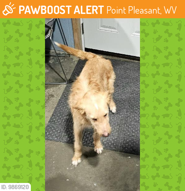 Found/Stray Male Dog last seen Fairground Rd and Robinson Creek Rd, Point Pleasant, WV 25550