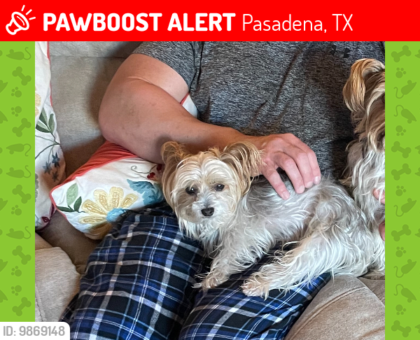 Lost Male Dog last seen Turtle Creek Drive, Pasadena, TX 77505, Pasadena, TX 77505