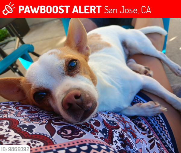 Lost Female Dog last seen Lotus st , San Jose, CA 95116