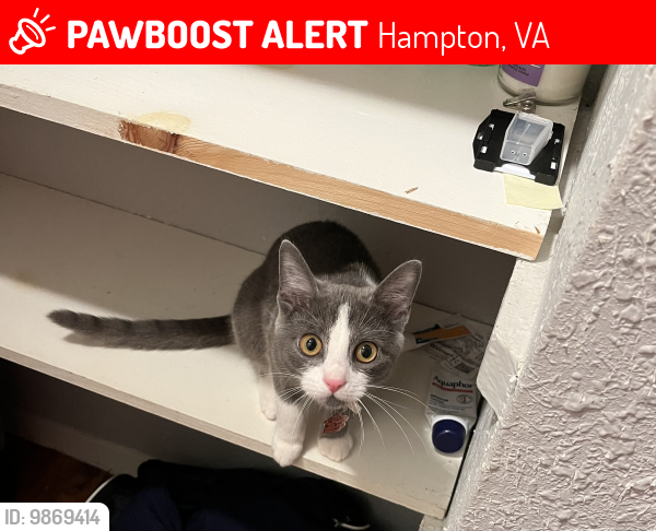 Lost Female Cat last seen Aberdeen, Hampton, VA 23666