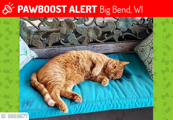 Lost Male Cat last seen Near village of Vernon Town hall, Big Bend, WI 53103