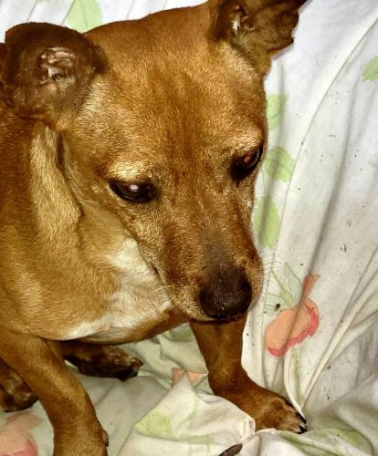 Lost Male Dog last seen Del Aire Park. S. ISIS/120TH, Hawthorne, CA 90251