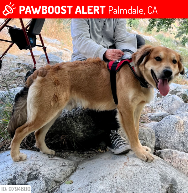 Lost Male Dog last seen S AND 164TH ST (LITTLEROCK) FIELD / OSO WAS PLAYING WITH NEIGHBORING DOGS WHEN HE WENT MISSING. , Palmdale, CA 93550