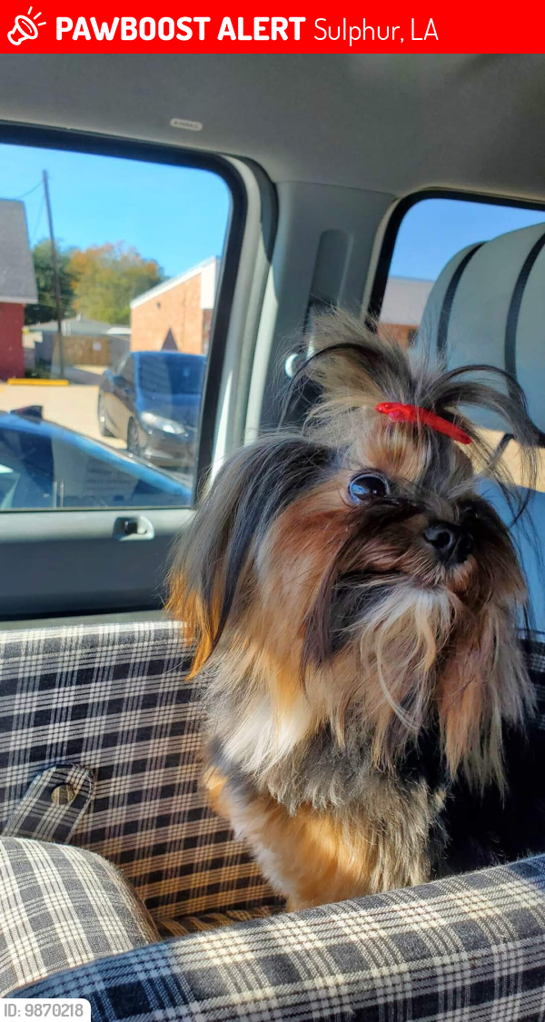 Lost Female Dog last seen Pete Seay, Sulphur, LA 70665