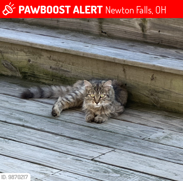 Lost Female Cat last seen Hallock Young Rd and Newton Tomlinson Rd, Newton Falls, OH 44444