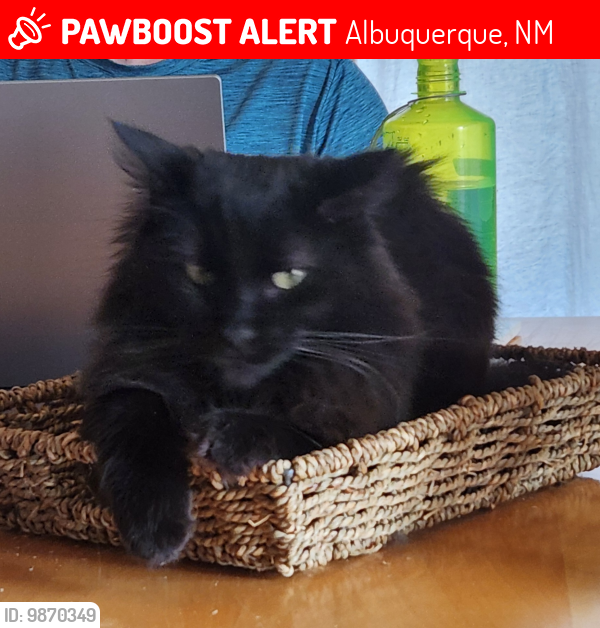 Lost Male Cat last seen Spring Creek Dr NE, Sandia Heights , Albuquerque, NM 87122