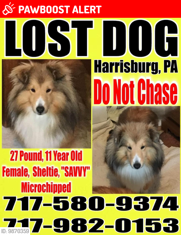 Lost Female Dog last seen Piketown and Blue Ridge Avenue, West Hanover Township, PA 17112