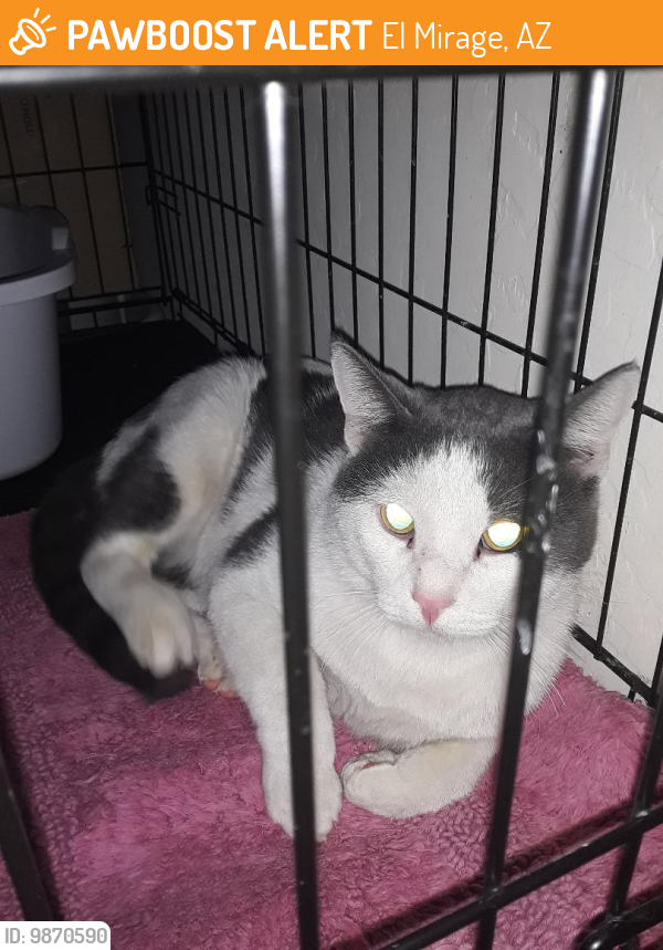 El Mirage, AZ Stray Male Cat Found Near Thunderbird & El Mirage Roads