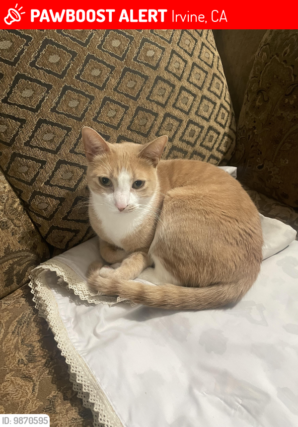 Lost Male Cat last seen Thunder Run and West Yale Loop, Irvine, CA 92614