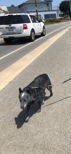 Lost Male Dog last seen Almendral Martis Camp, Truckee, CA 96161