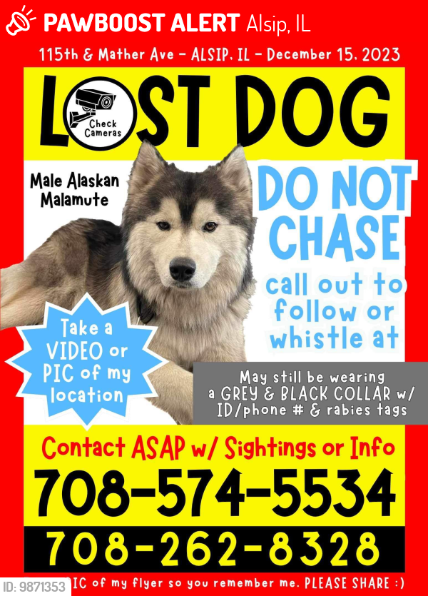 Lost Male Dog last seen 115th & Mather Ave - ALSIP. IL - December 15. 2023, Alsip, IL 60803