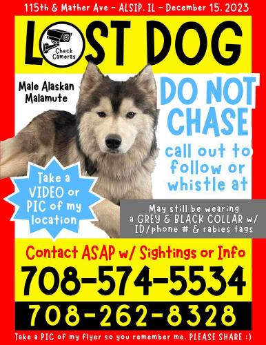 Lost Male Dog last seen 115th & Mather Ave - ALSIP. IL - December 15. 2023, Alsip, IL 60803