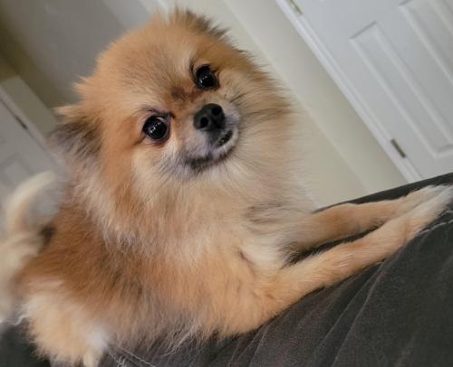 Forsan pomeranians hot sale