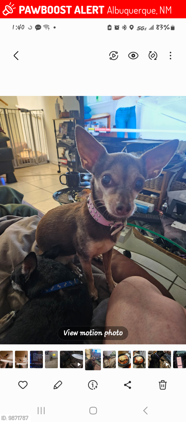 Lost Female Dog last seen 98th street, Albuquerque, NM 87121