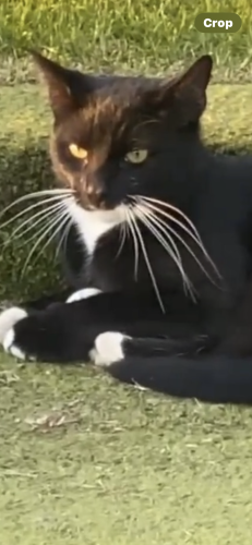 Lost Male Cat last seen Ellesmere Golf Club , Worsley, England 