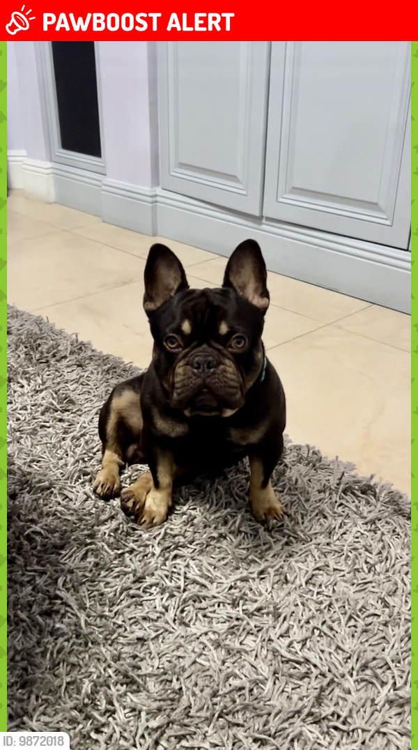 Lost Male Dog last seen Near Landmark est , Southwest Ranches, FL 33028