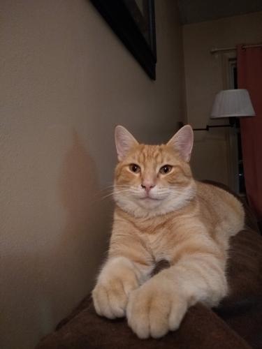 Lost Male Cat last seen Vincent Ave. & Southview Dr., Troy, OH., Troy, OH 45373