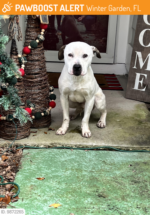 Found/Stray Male Dog last seen Park Ave and Tilden Rd Winter Garden, Winter Garden, FL 34787
