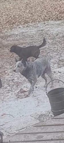 Lost Male Dog last seen 6th Street and Mussett , Fort Smith, AR 72904