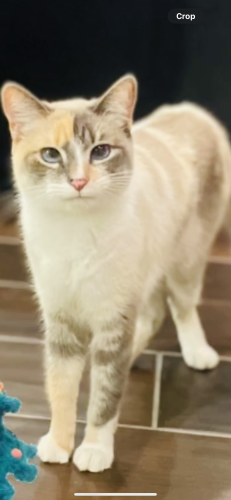 Lost Female Cat last seen Airship Place and Dorchester, El Paso, TX 79928