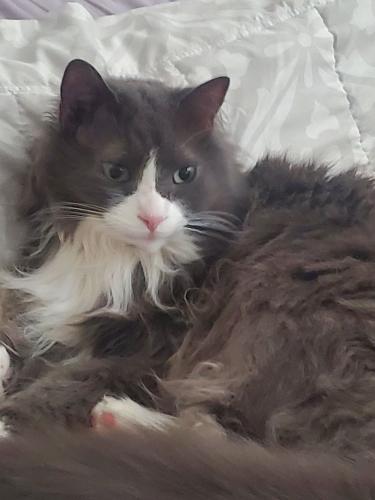 Lost Male Cat last seen Hoyt and Randolph, Indianapolis, IN 46203