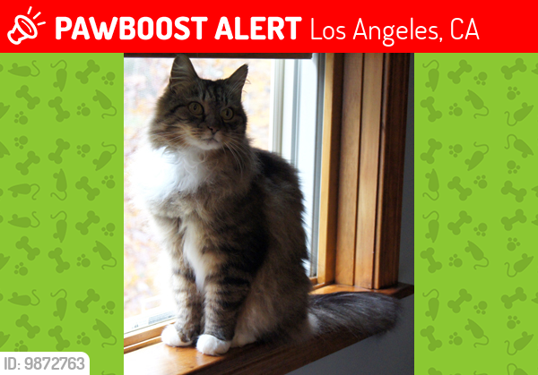 Lost Female Cat last seen Fantastic gaffey Street San pedro, Los Angeles, CA 90731